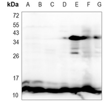 Cytochrome c Rabbit Monoclonal Antibody