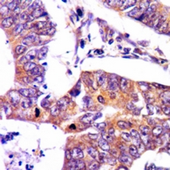 Cytochrome c Rabbit Monoclonal Antibody