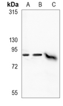 SUZ12 Rabbit Monoclonal Antibody