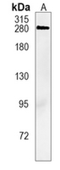 Spectrin alpha I Rabbit Monoclonal Antibody