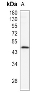 CALU Rabbit Monoclonal Antibody
