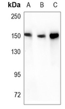 Dia 1 Rabbit Monoclonal Antibody