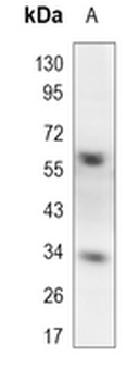 E2F4 Rabbit Monoclonal Antibody