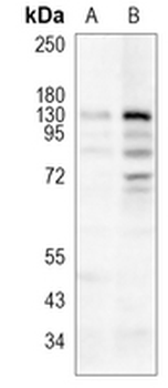 DNMT3A Rabbit Monoclonal Antibody