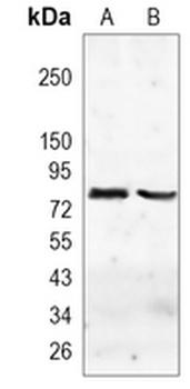 CD36L1 Rabbit Monoclonal Antibody