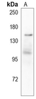BRD4 Rabbit Monoclonal Antibody