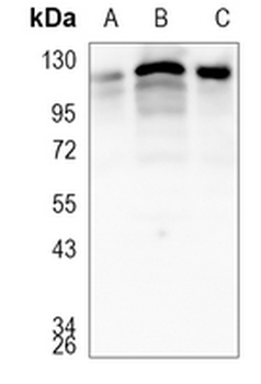 hnRNP U Rabbit Monoclonal Antibody
