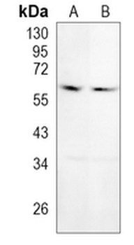 TOE1 Rabbit Monoclonal Antibody