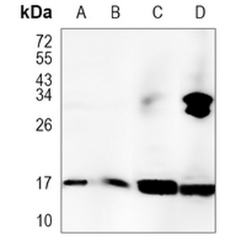 Peroxiredoxin 5 Rabbit Monoclonal Antibody