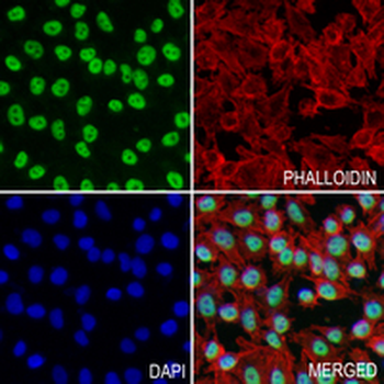 KLF4 Rabbit Monoclonal Antibody