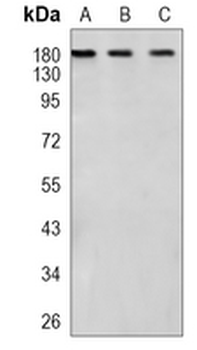 CASPR1 Rabbit Monoclonal Antibody