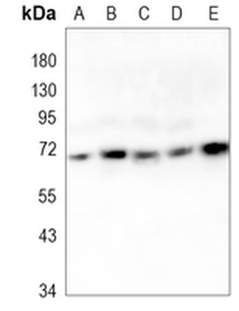 HSPA2 Rabbit Monoclonal Antibody