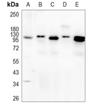 PGC1 alpha/beta Rabbit Monoclonal Antibody