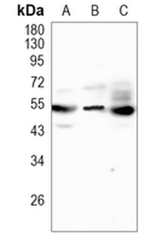 PI3K p85 gamma Rabbit Monoclonal Antibody
