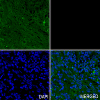 PI3K p85 gamma Rabbit Monoclonal Antibody