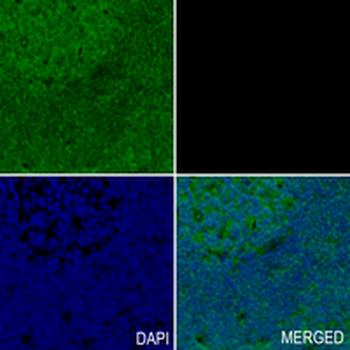 NDUFS4 Rabbit Monoclonal Antibody