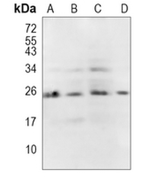 BAG2 Rabbit Monoclonal Antibody