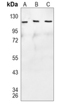 ERK5 Rabbit Monoclonal Antibody