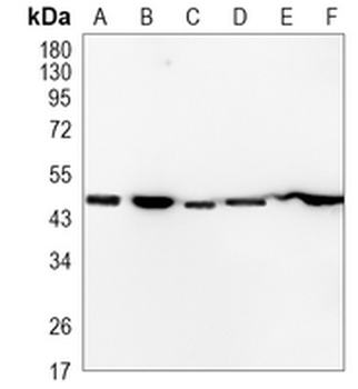 Flotillin-1 Rabbit Monoclonal Antibody