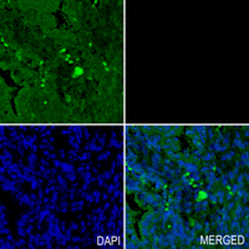 Flotillin-1 Rabbit Monoclonal Antibody