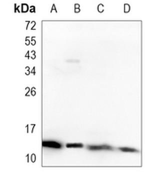 TIP-1 Rabbit Monoclonal Antibody