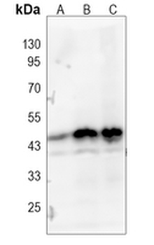 Cyclin B2 Rabbit Monoclonal Antibody