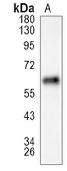 p62 Rabbit Monoclonal Antibody