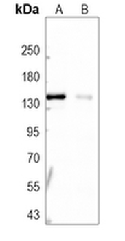 STAG2 Rabbit Monoclonal Antibody