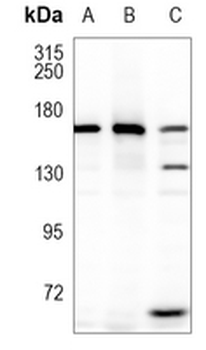 WAPAL Rabbit Monoclonal Antibody