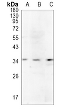 Oligo1 Rabbit Monoclonal Antibody