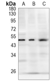 GATA2/3 Rabbit Monoclonal Antibody