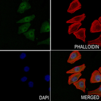 GATA2/3 Rabbit Monoclonal Antibody