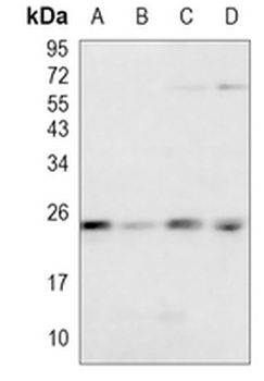 Rab 4A Rabbit Monoclonal Antibody