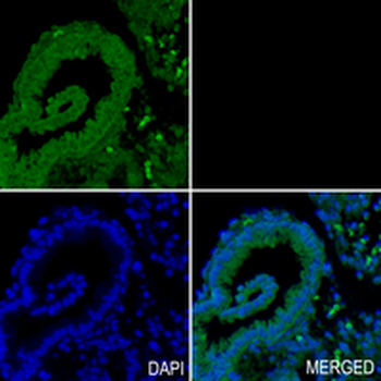 Rab 4A Rabbit Monoclonal Antibody