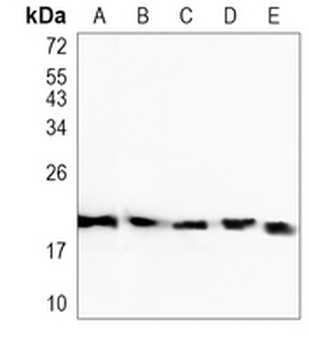SMAC Rabbit Monoclonal Antibody
