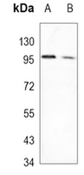 eIF2C3 Rabbit Monoclonal Antibody