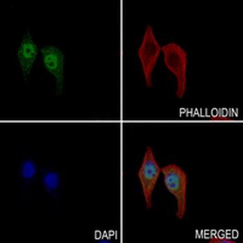 eIF2C3 Rabbit Monoclonal Antibody