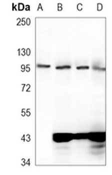 eIF2C2 Rabbit Monoclonal Antibody