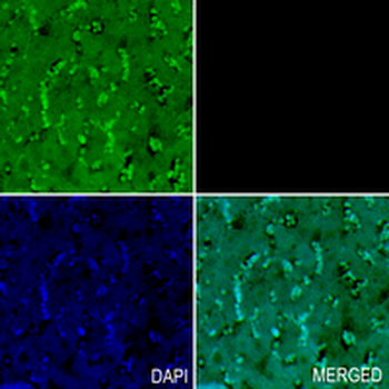 eIF2C2 Rabbit Monoclonal Antibody