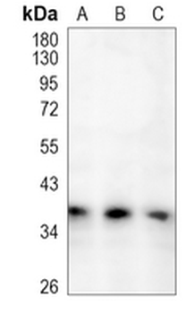 Syntaxin-16 Rabbit Monoclonal Antibody