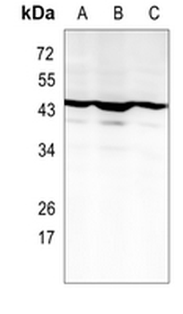 NF-E2 Rabbit Monoclonal Antibody
