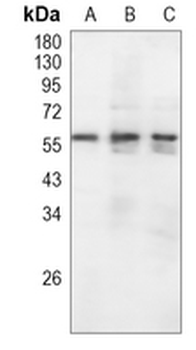 c-Myc Rabbit Monoclonal Antibody