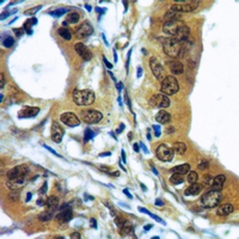 c-Myc Rabbit Monoclonal Antibody