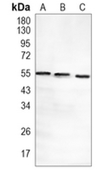 PDCD7 Rabbit Monoclonal Antibody