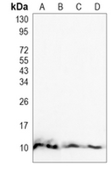 UBA52 Rabbit Monoclonal Antibody