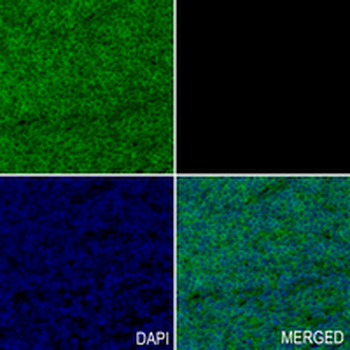 UBA52 Rabbit Monoclonal Antibody