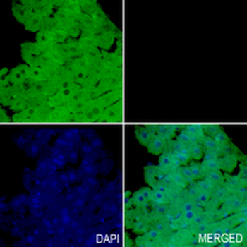 SRP19 Rabbit Monoclonal Antibody