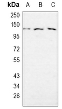 KIF5B Rabbit Monoclonal Antibody