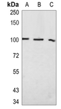 RANBP9 Rabbit Monoclonal Antibody
