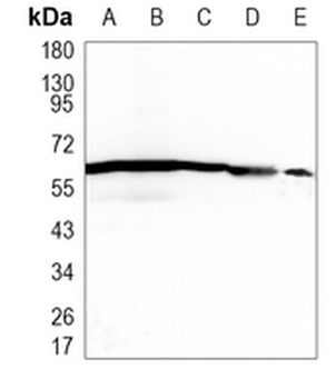 SDC3 Rabbit Monoclonal Antibody